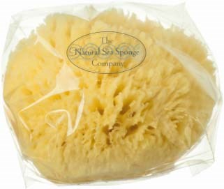 Grass Sea Sponge Caribbean