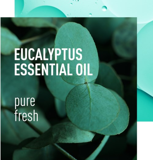 Eucalyptus leaves with a label for essential oil, stating pure and fresh. Background has teal color with bubbles.
