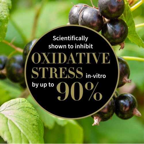 En etikett säger att en produkt kan hämma oxidativ stress med upp till 90 % i laboratorier. Bakgrund visar svarta bär och gröna blad.