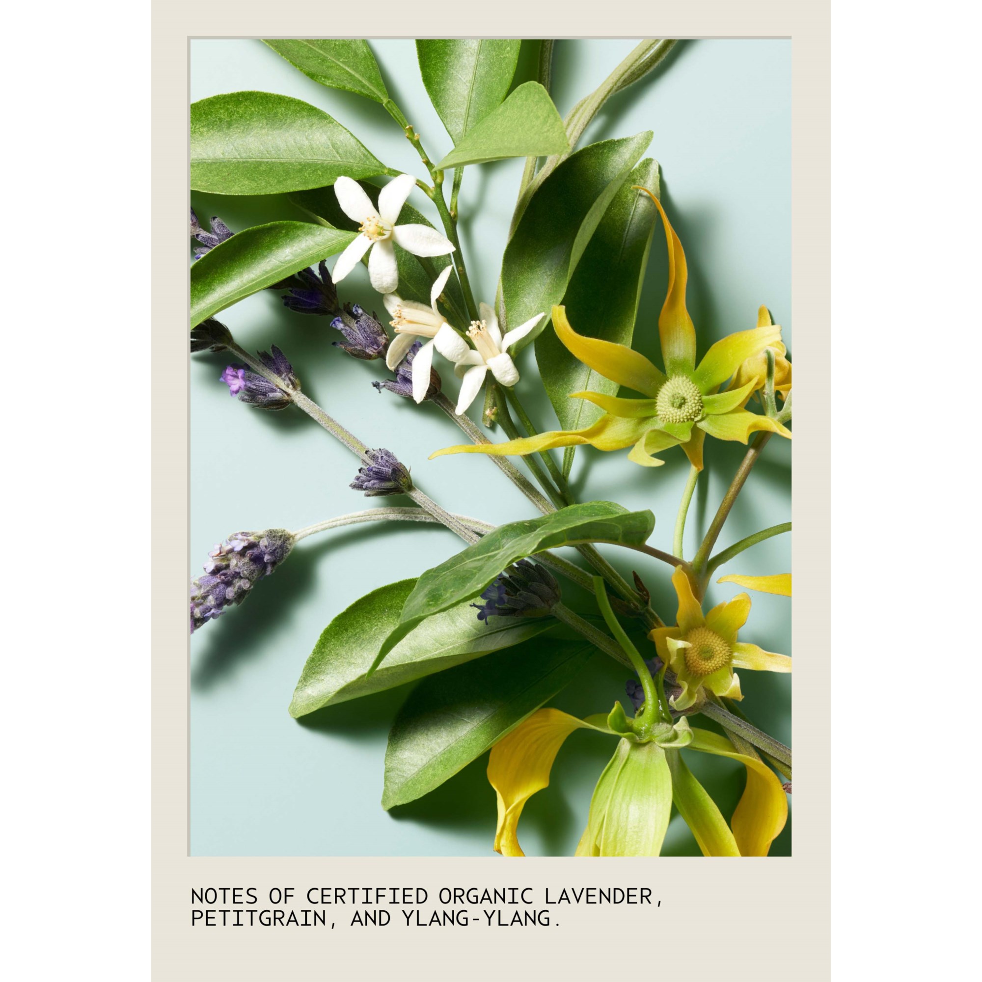 Alternativ bild 1 för Aveda Shampure Shampoo 250 ml