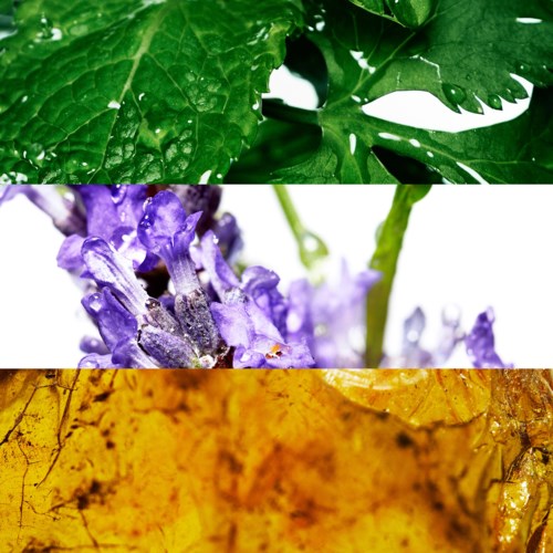 En collage med grønne blader, lilla blomster og gule bladteksturer.