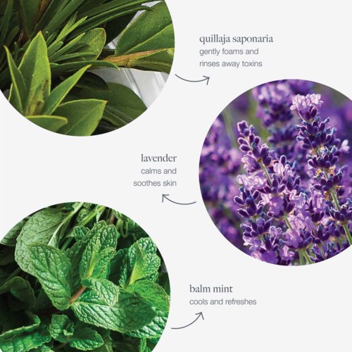 Bilden visar tre sorters växter: gröna blad, lavendelblommor och mintblad, med beskrivningar av deras fördelar.
