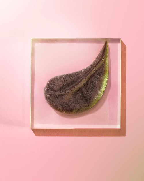 A green leaf is displayed in a glass frame, hanging on a pink wall.