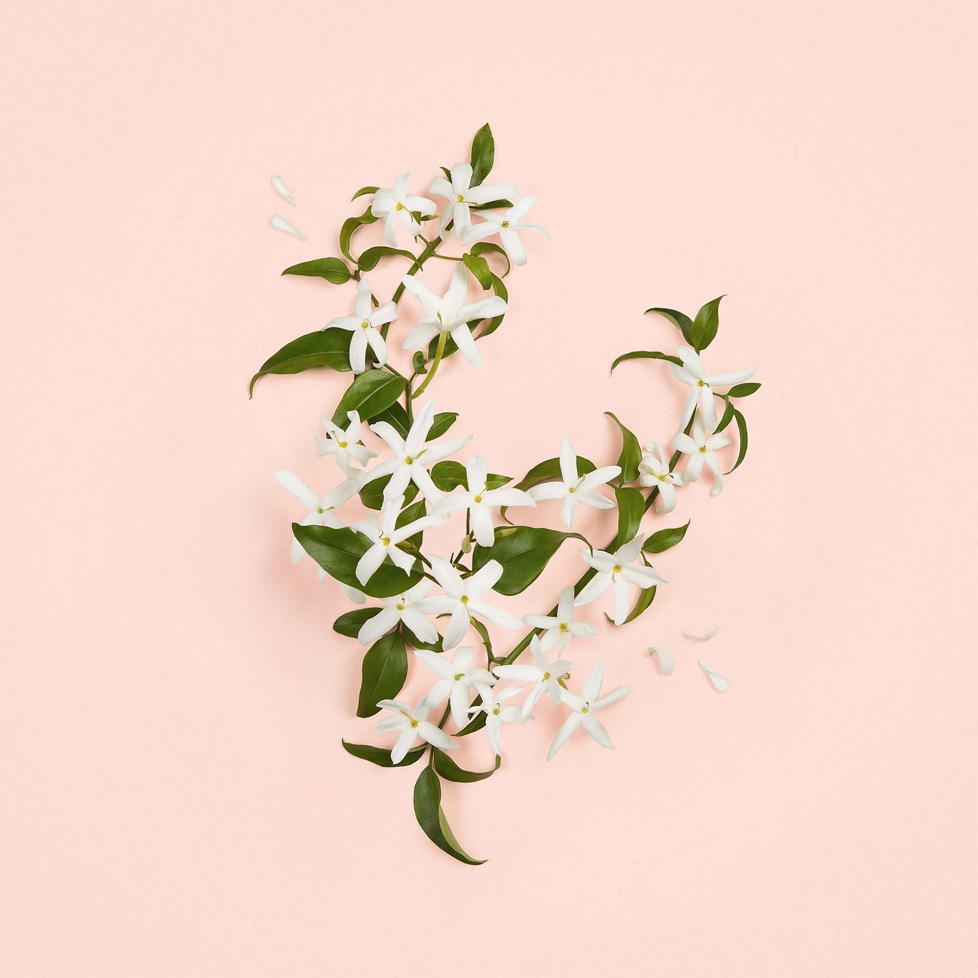 Gucci Bloom Ambrosia d'Oro Parfum 100 ml (obrázok 7)