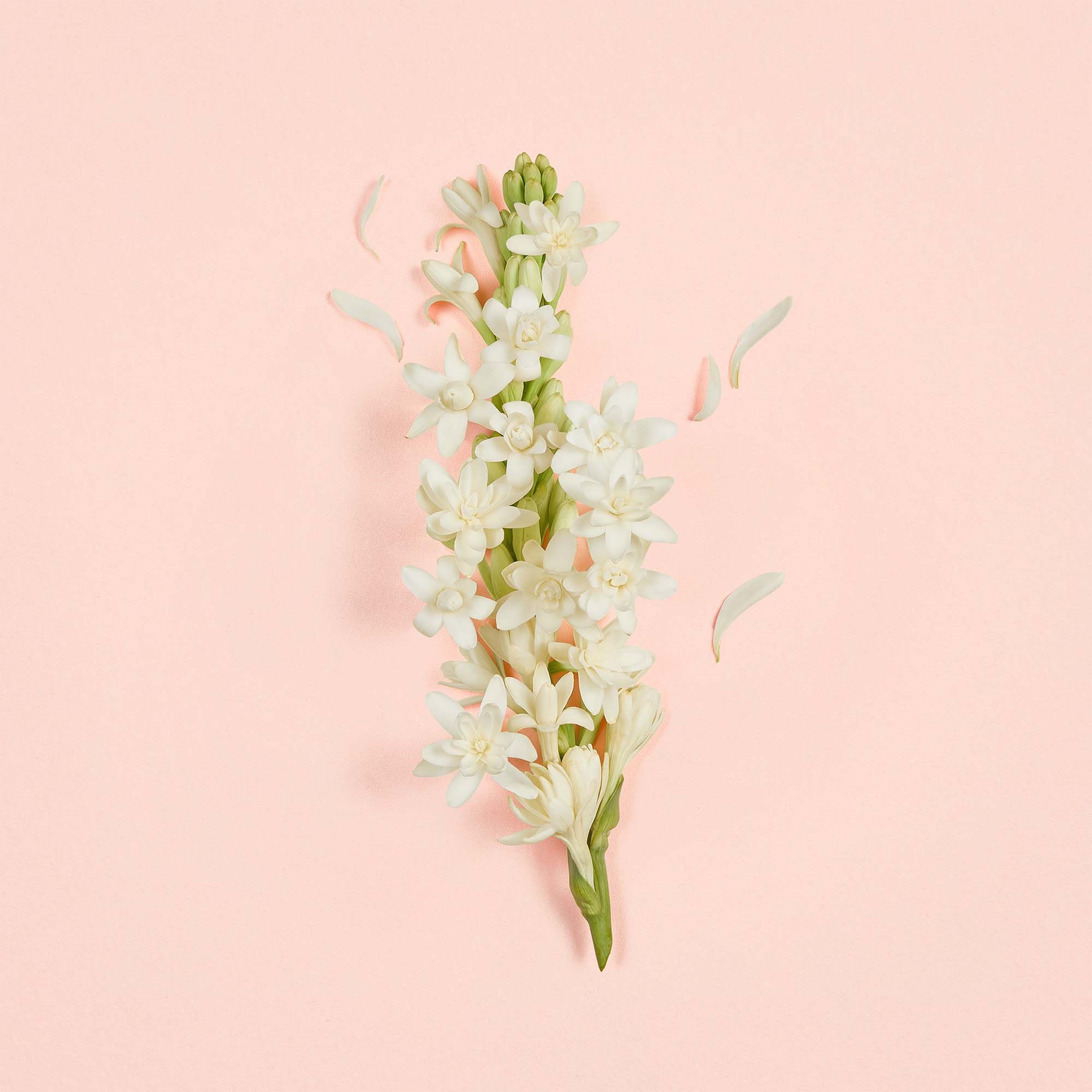 Gucci Bloom Ambrosia d'Oro Parfum 50 ml (obrázok 8)