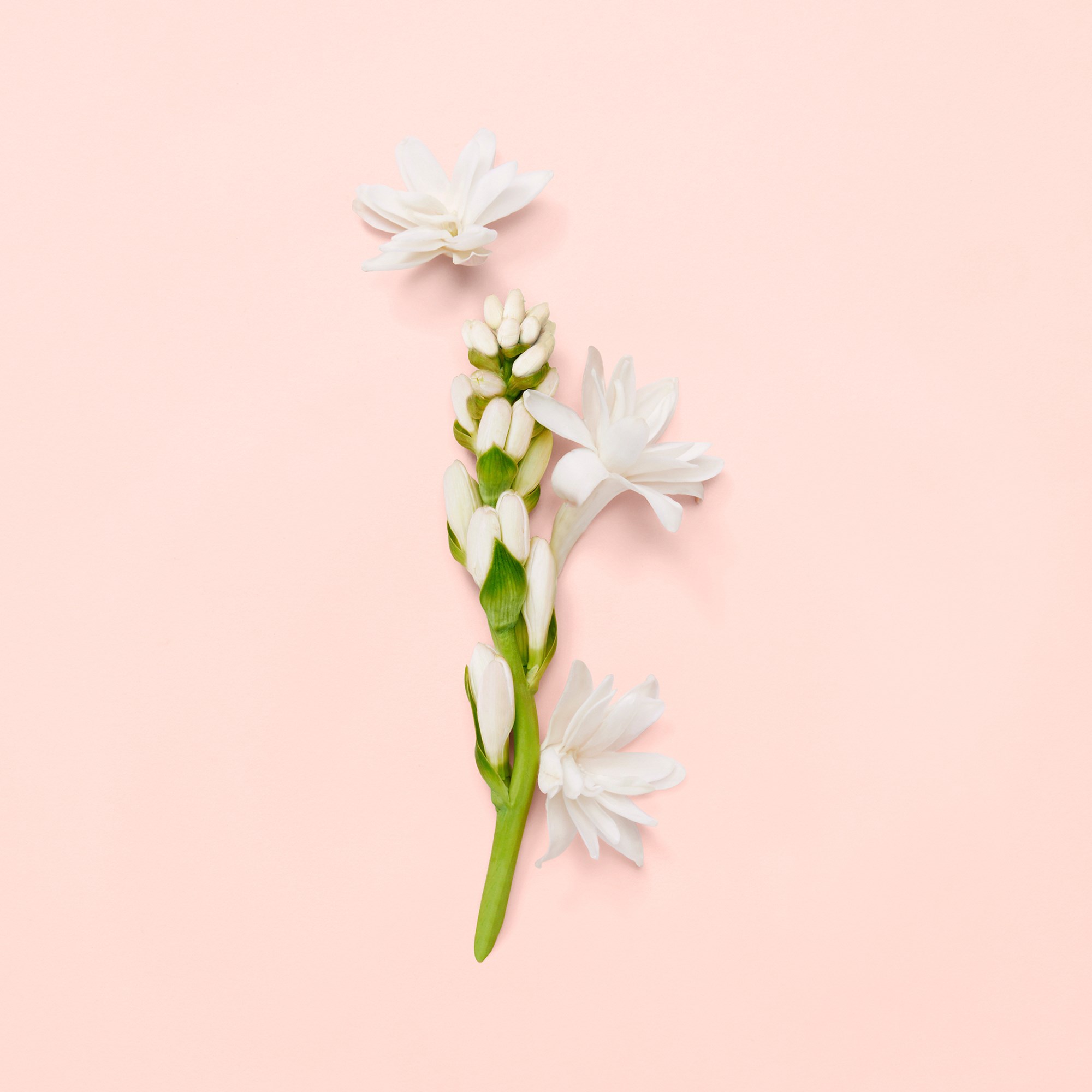 Gucci Bloom Eau de Parfum for Women 50 ml (obrázok 5)