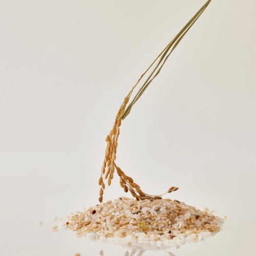 A small pile of rice with a single green plant stem sticking out. Some rice grains are scattered around.