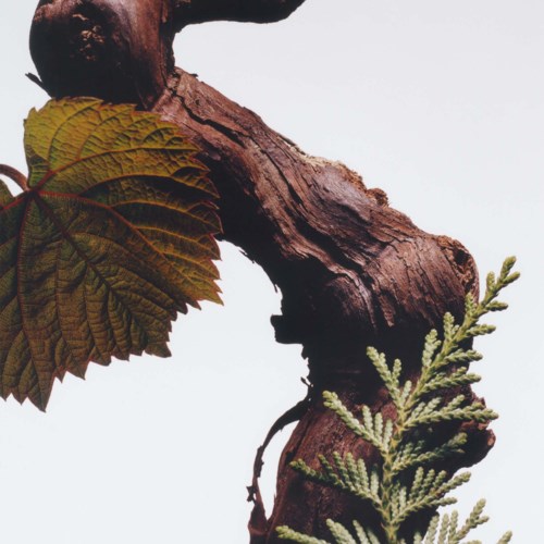 A close-up of a textured tree branch with green leaves and pine needles.