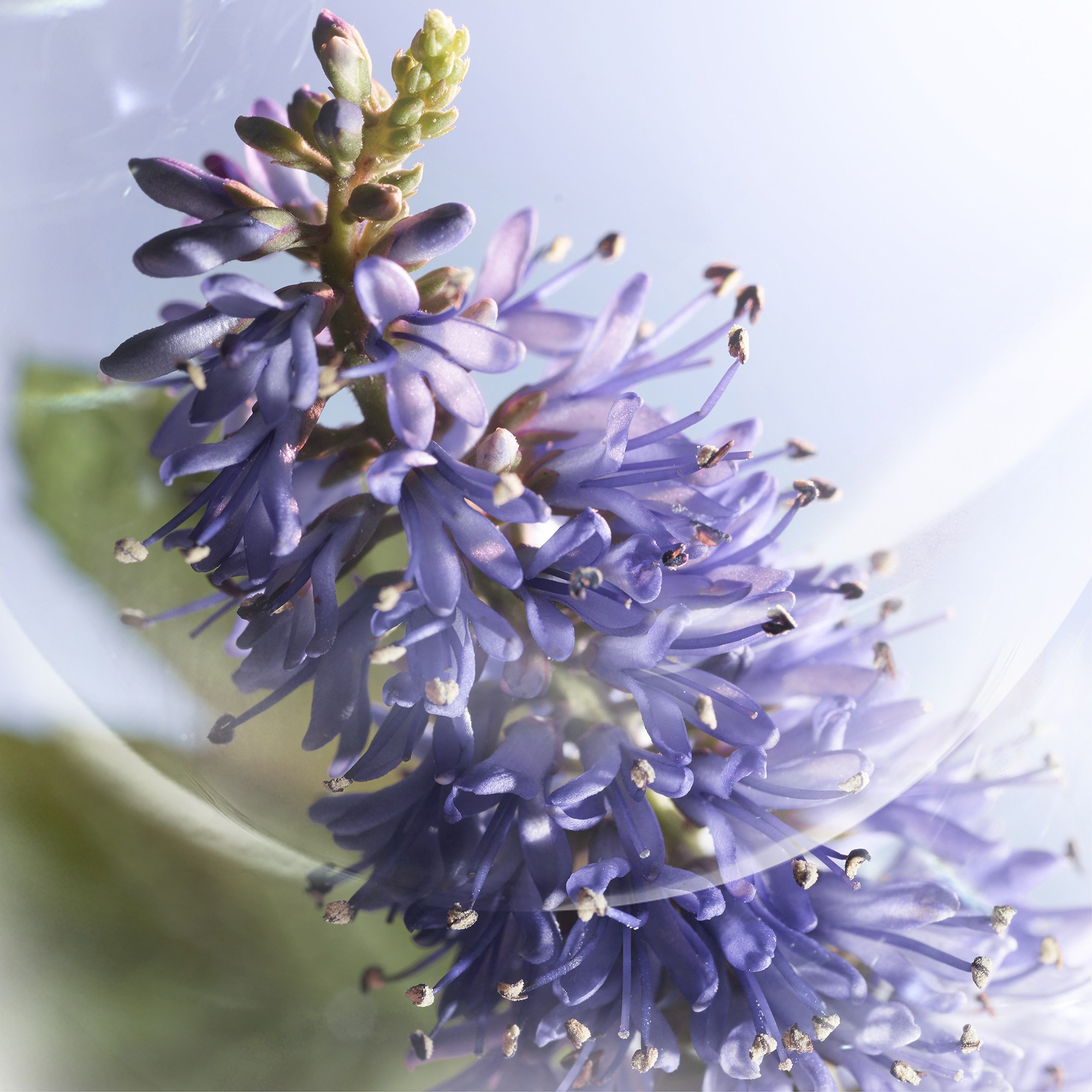 Lancôme La Vie est Belle Iris Absolu Eau De Parfum - perfumy 100 ml (obrázok 6)