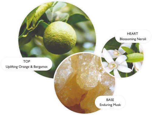 En doftdiagram med tre delar: citrus och bergamott för topp, neroli för hjärta, och mysk för bas.