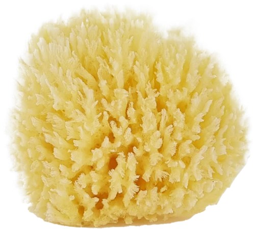 Palmetten Mediterranean Sponge Large