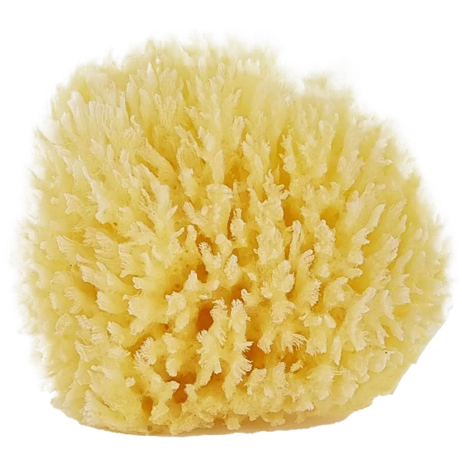 Bilde av Palmetten Mediterranean Sponge Large 13 Cm