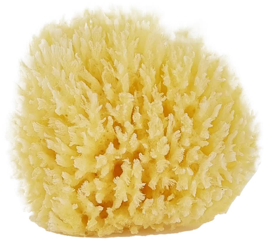 Palmetten Mediterranean Sponge Large