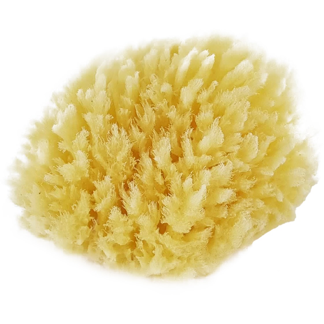 Palmetten Mediterranean Sponge Medium 9 cm