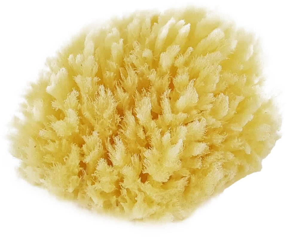 Palmetten Mediterranean Sponge Medium