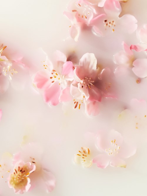 Mjuka rosa blomblad som är spridda på en vit bakgrund, delikat och mild utseende.