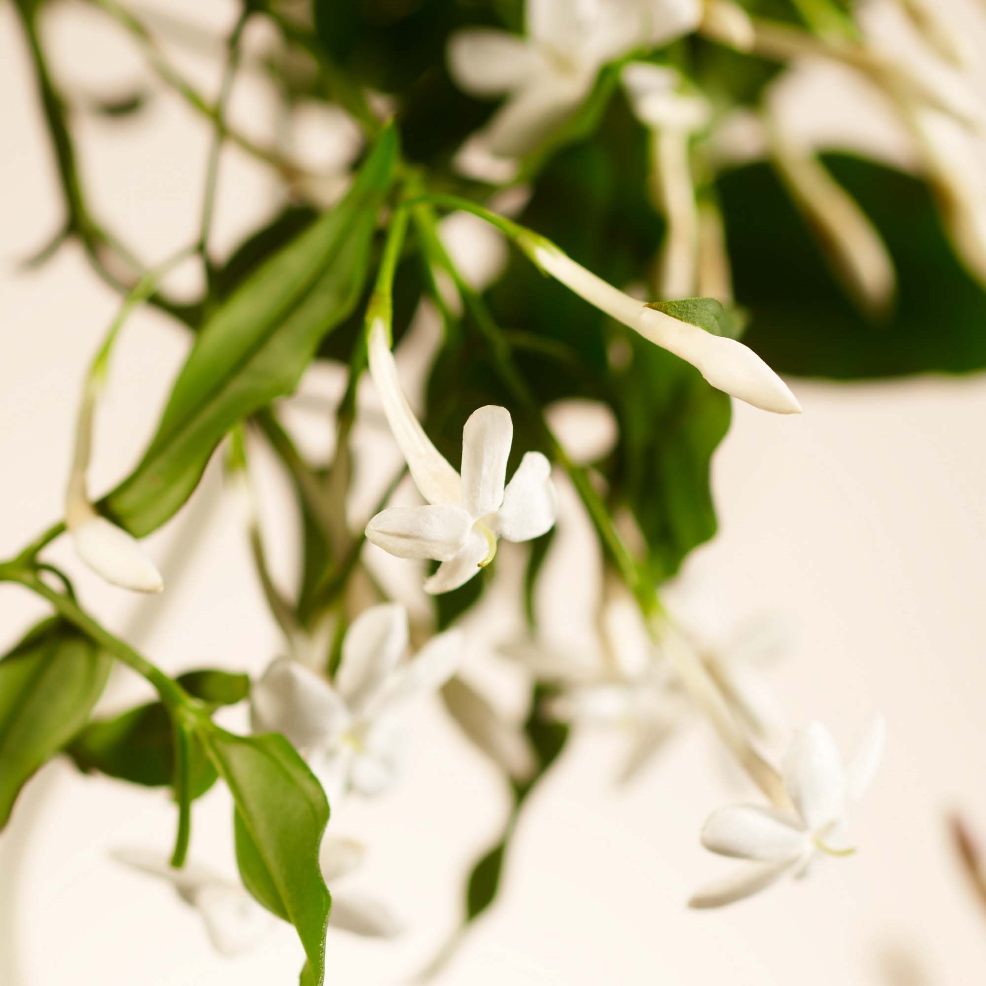 Alternativ bild 1 för Rituals Sweet Jasmine Private Collection Home Perfume 500 ml