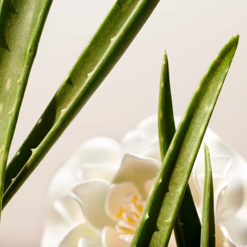 En hvit blomst omgitt av lange, spisse grønne aloe vera-blader.