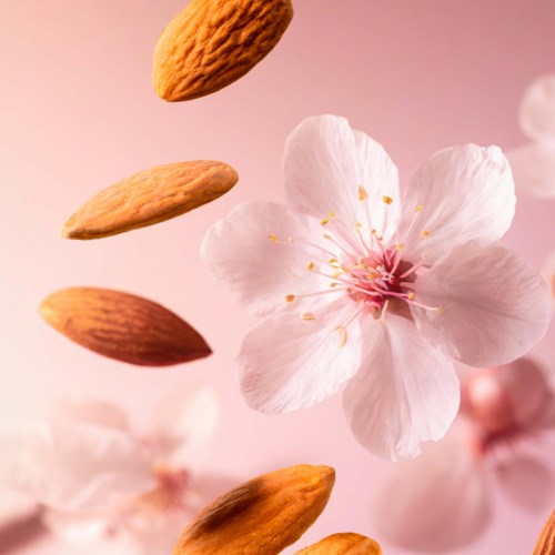 Amandlar och ett körsbärsblommande blomma faller mot en rosa bakgrund.