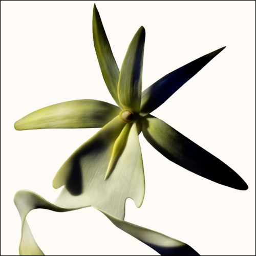 TOM FORD Black Orchid Reserve 50 ml