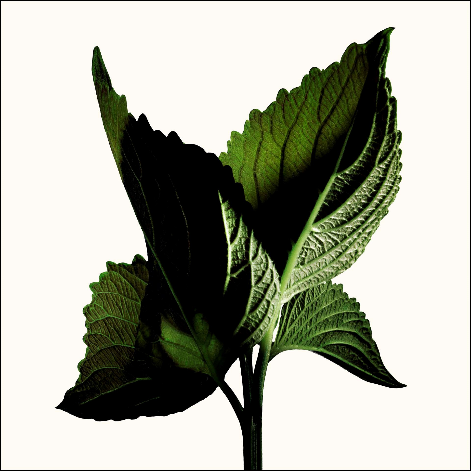 TOM FORD Black Orchid Reserve 50 ml (obrázok 3)