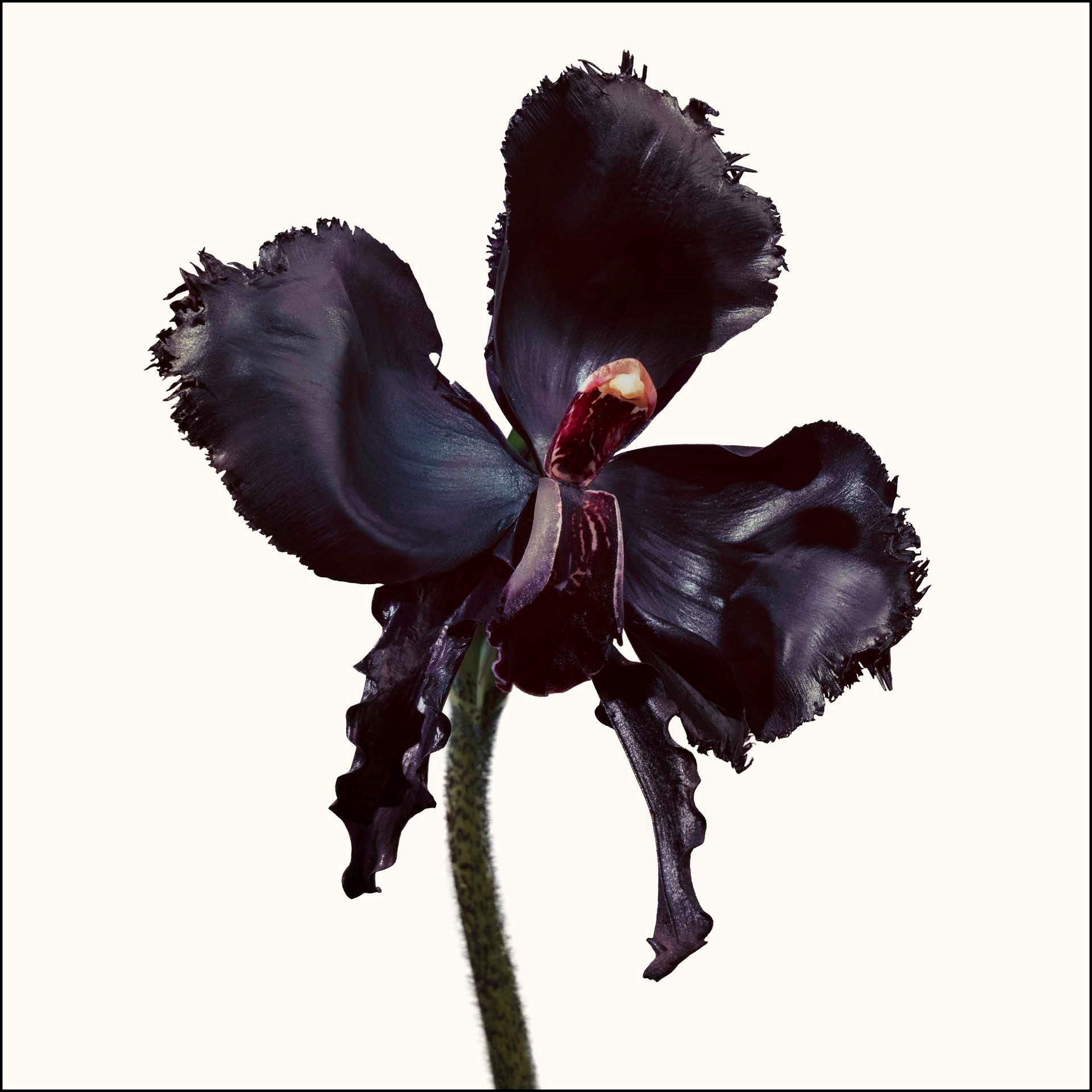 TOM FORD Black Orchid Reserve 50 ml (obrázok 4)