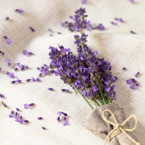Ein kleiner Bund Lavendelblumen, gebunden mit Schnur auf weißem Stoffhintergrund.