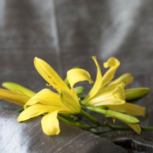 Gele bloemen liggen op een donkere stofachtergrond.