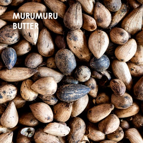 Et nært bilde av mange små, harde, brune og svarte nøtter med ett blått nøtt. Tekst: Murumuru Butter.