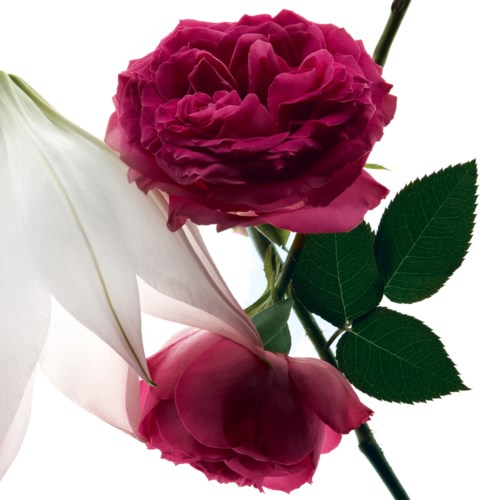 Zwei große pinke Rosen, eine vollständig geöffnet und eine teilweise geschlossen, mit grünen Blättern am Stängel.