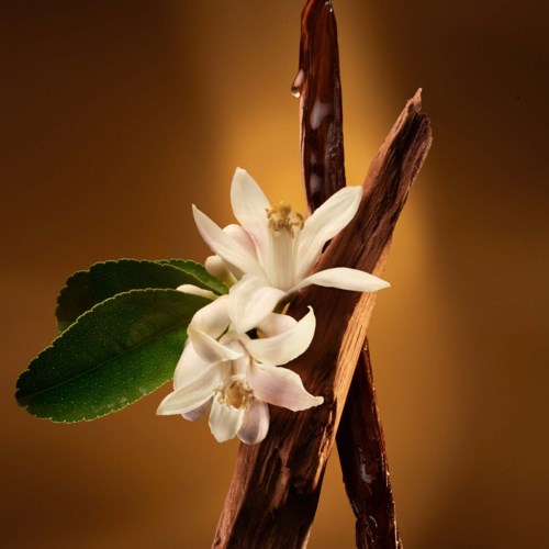 En hvit blomst med grønne blader og brune greiner mot en varm, uskarp bakgrunn.