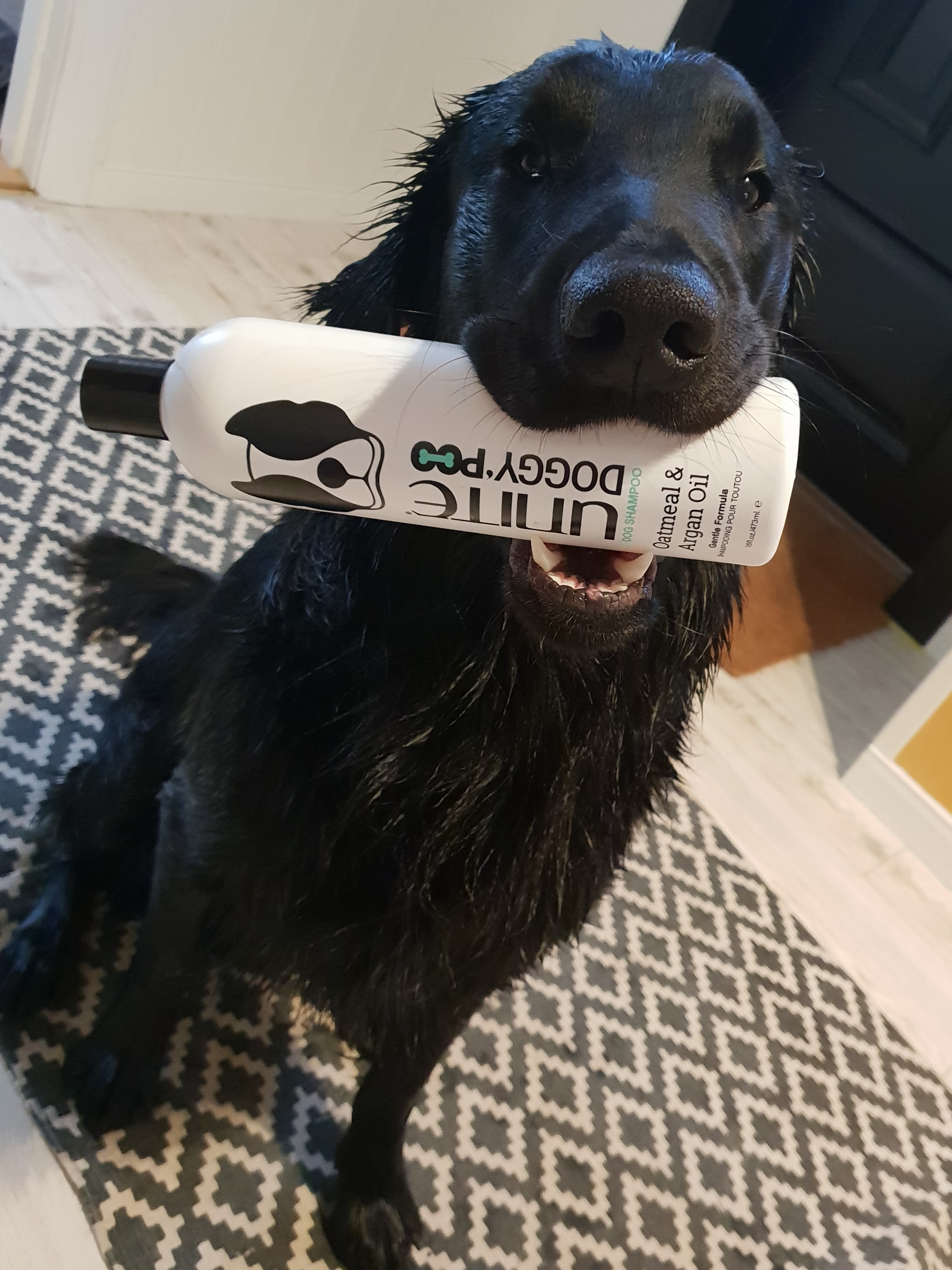 unite dog shampoo