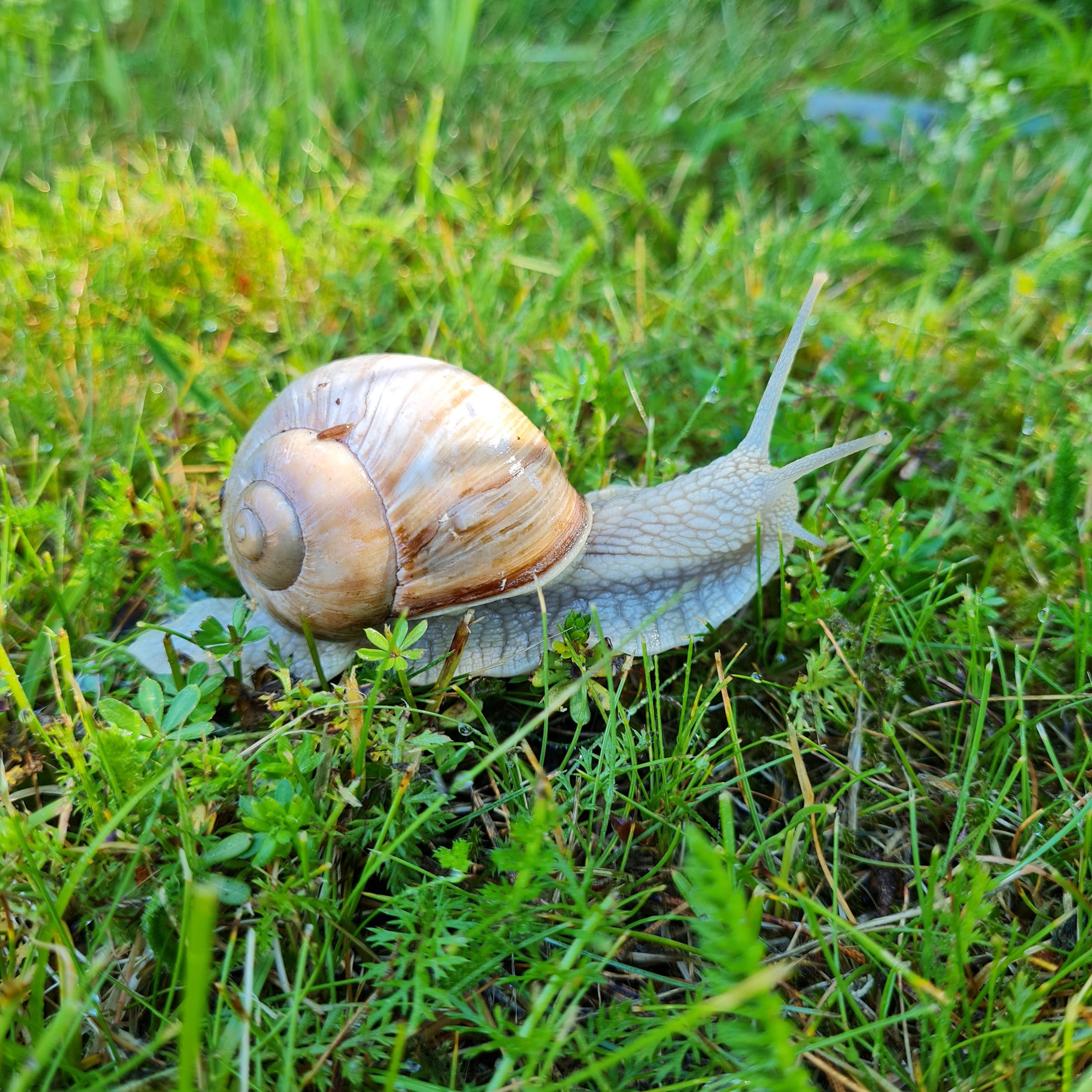 Dr Ceuracle Lyko dr-ceuracle-lyko