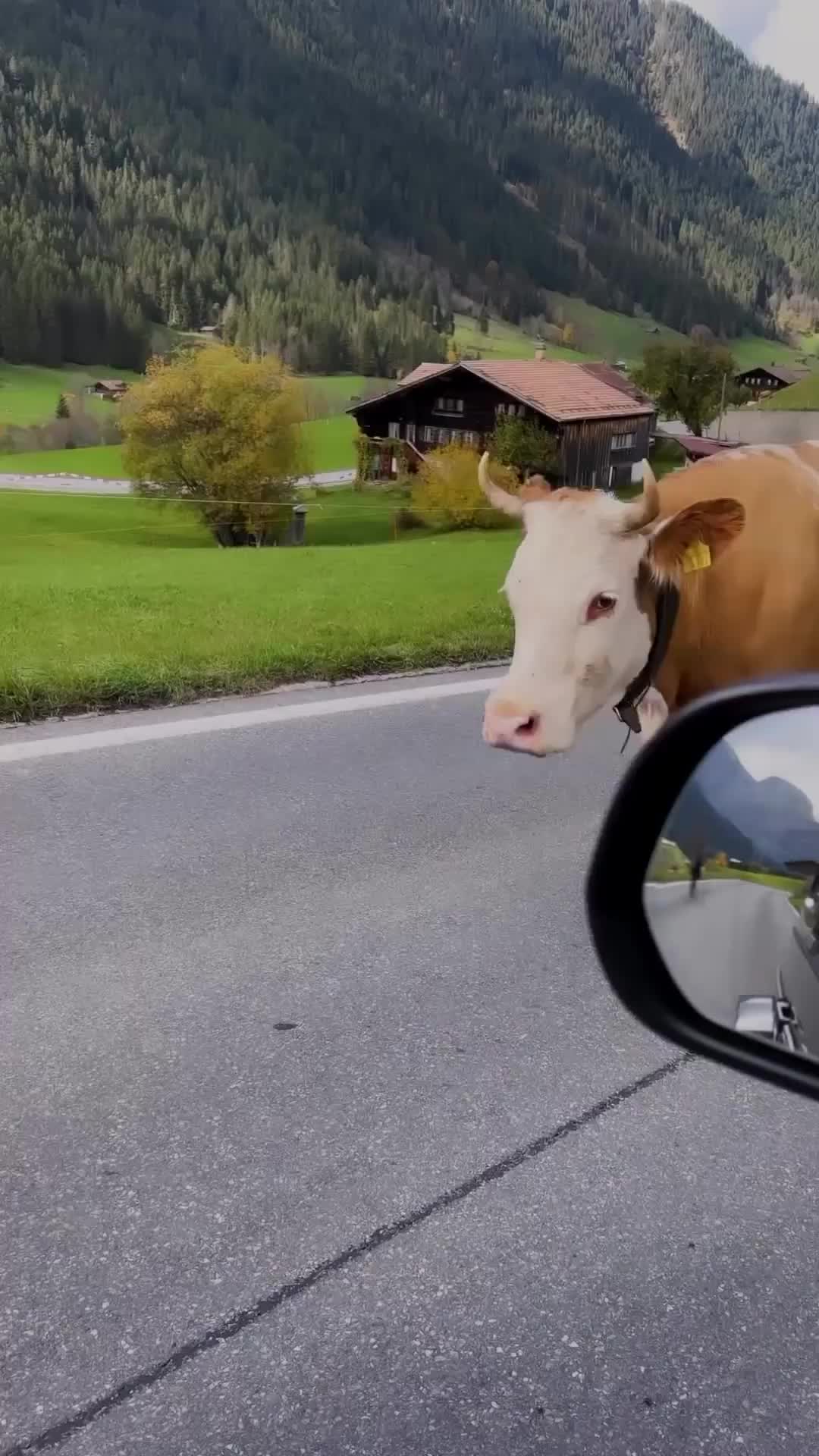 Käyttäjävideo