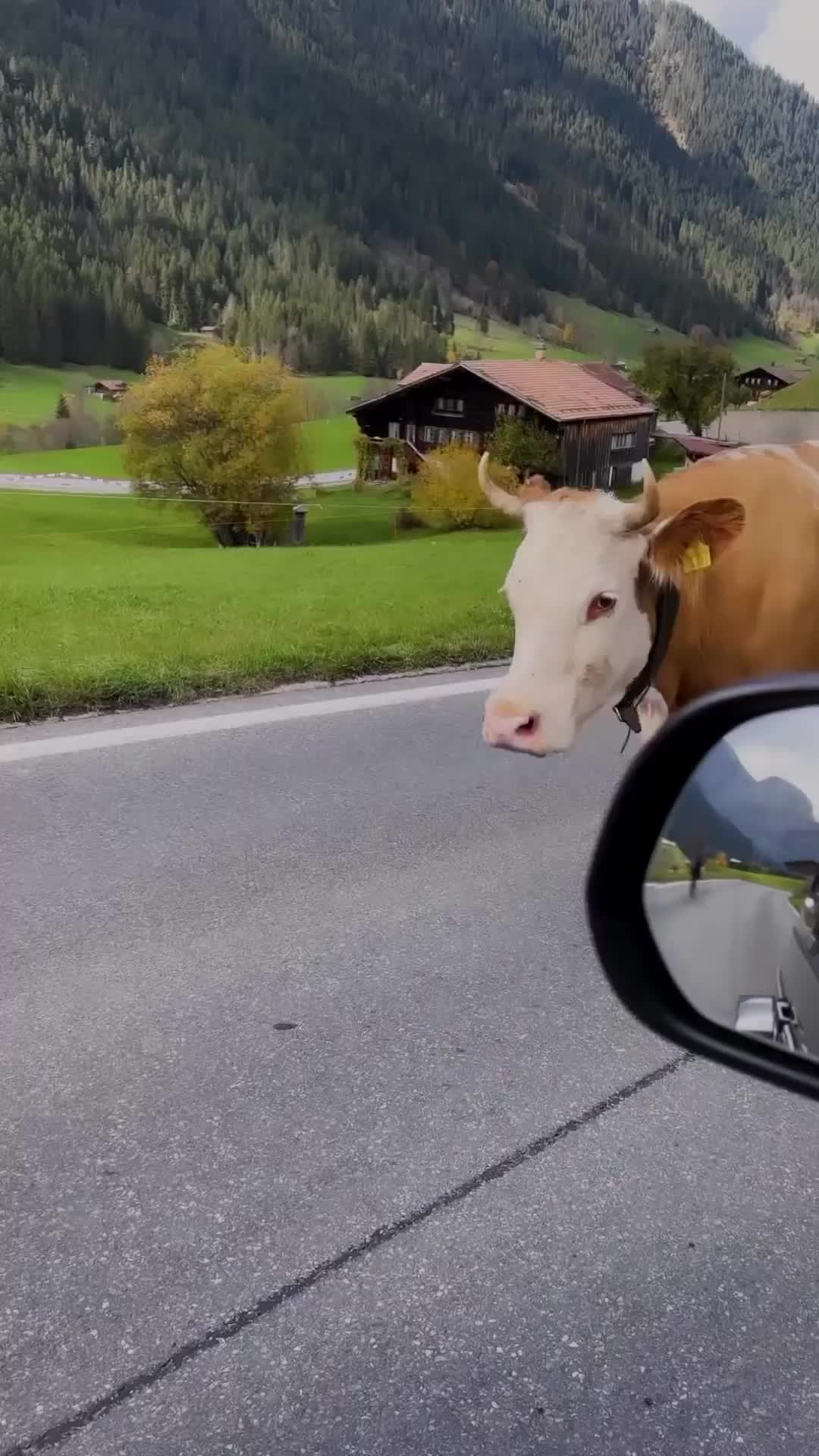 Brugervideo