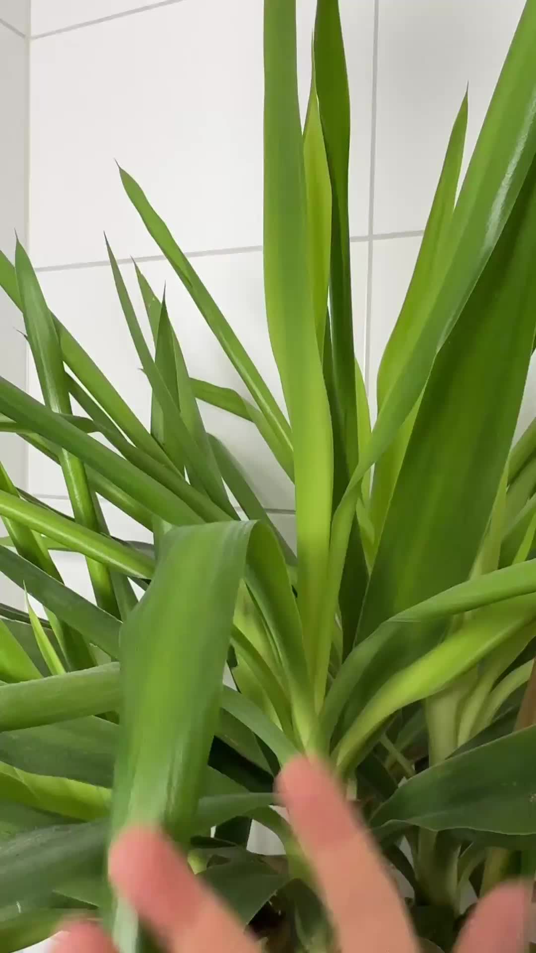 Benutzervideo