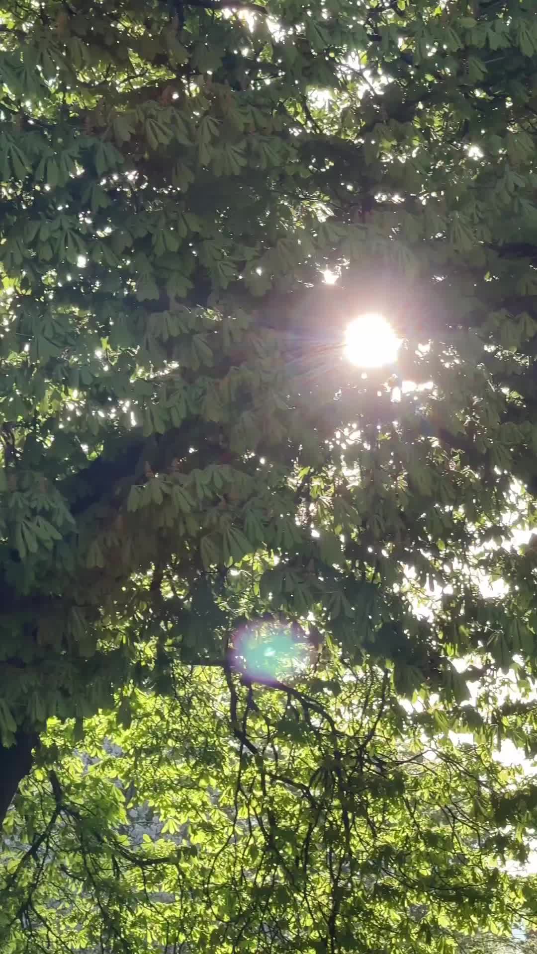 Användarvideo